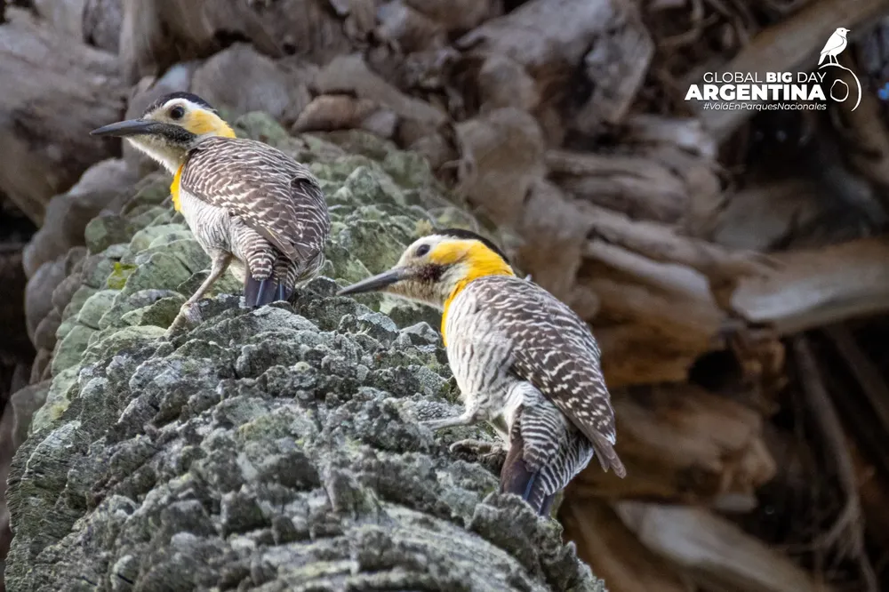 ECOOBJETIVO FOTO GLOBAL BIG DAY galeria_aves_apn_-_gbd_2025_7