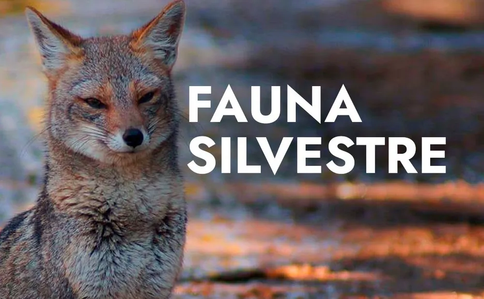 ECOOBJETIVO FOTO VILLA CARLOS PAZ FAUNA NATIVA 1